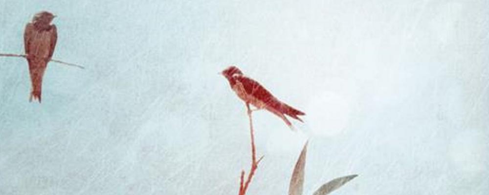 Al giardino ancora non l'ho detto, di Pia Pera 